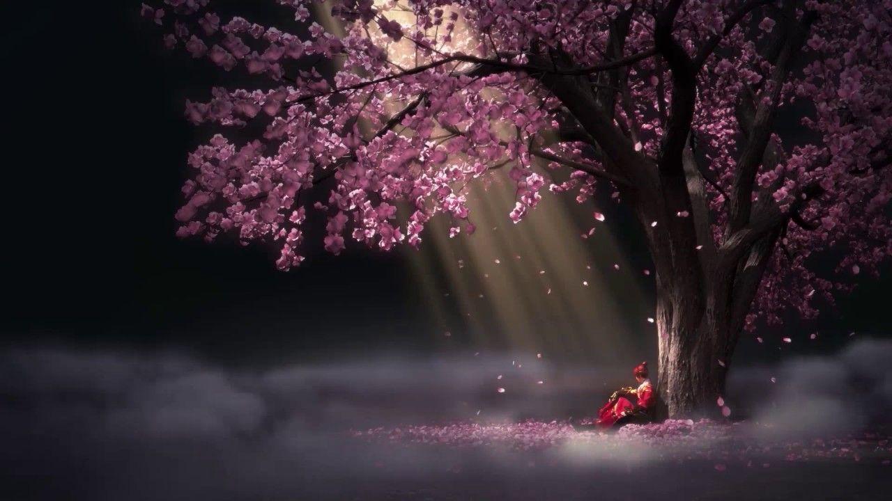 Cherry Blossoms in Moonlight Live Wallpaper - Live Wallpaper