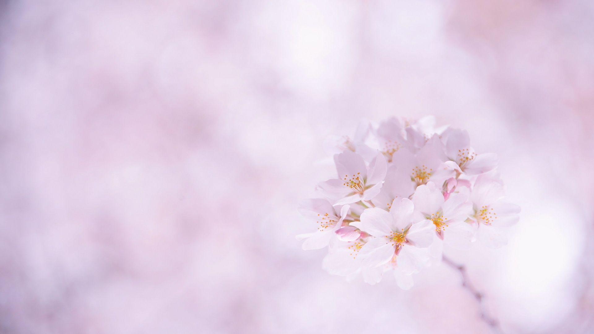 Desktop Sakura Wallpaper Flower