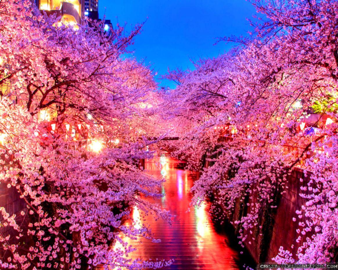 Sakura HD Wallpaper, Desktop Pics for mobile and desktop