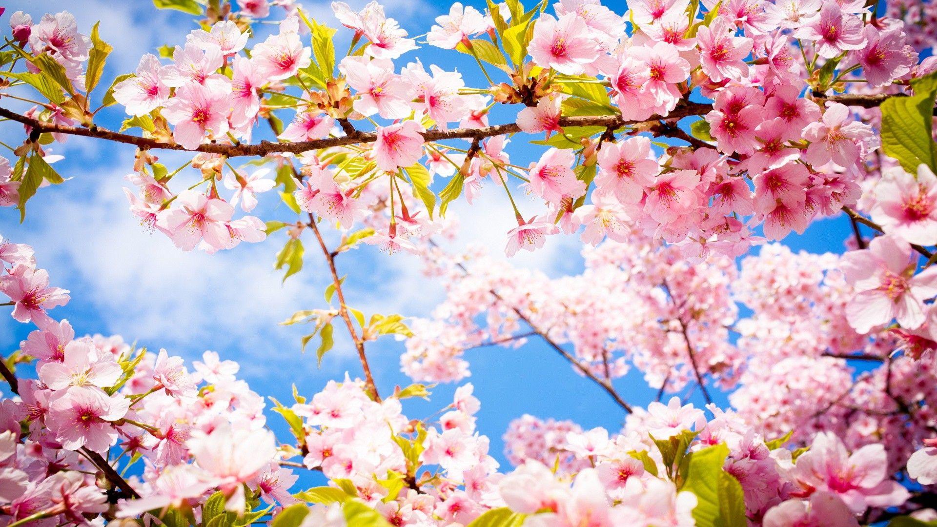 Sakura Cherry Blossom HD Wallpaper FullHDWpp HD Wallpaper