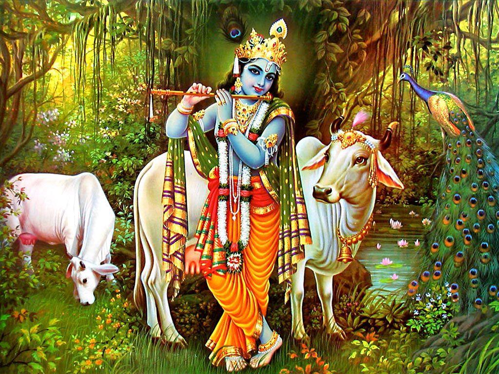 Lord Krishna With Cow For Wallpaper