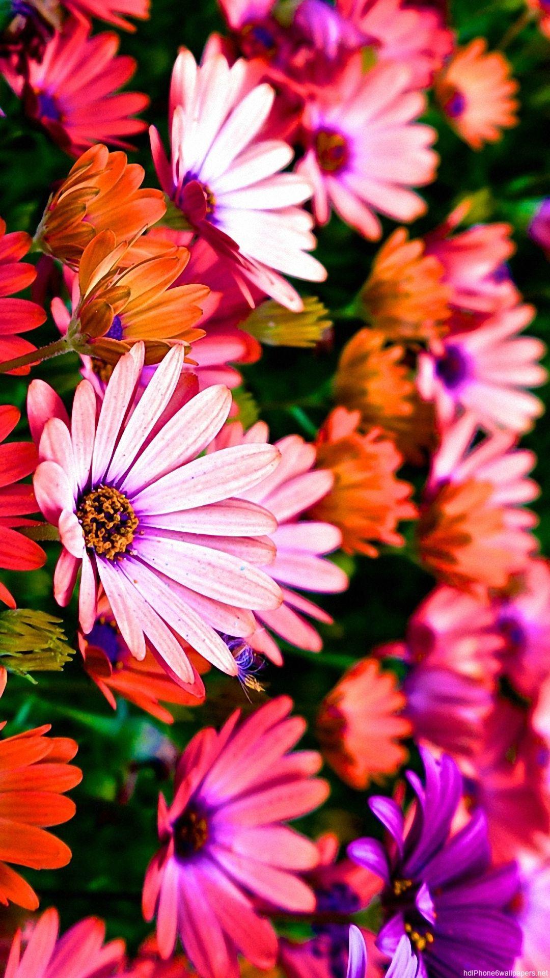 colorful sunshine flowers iPhone 6 wallpaper HD and 1080P 6 Plus