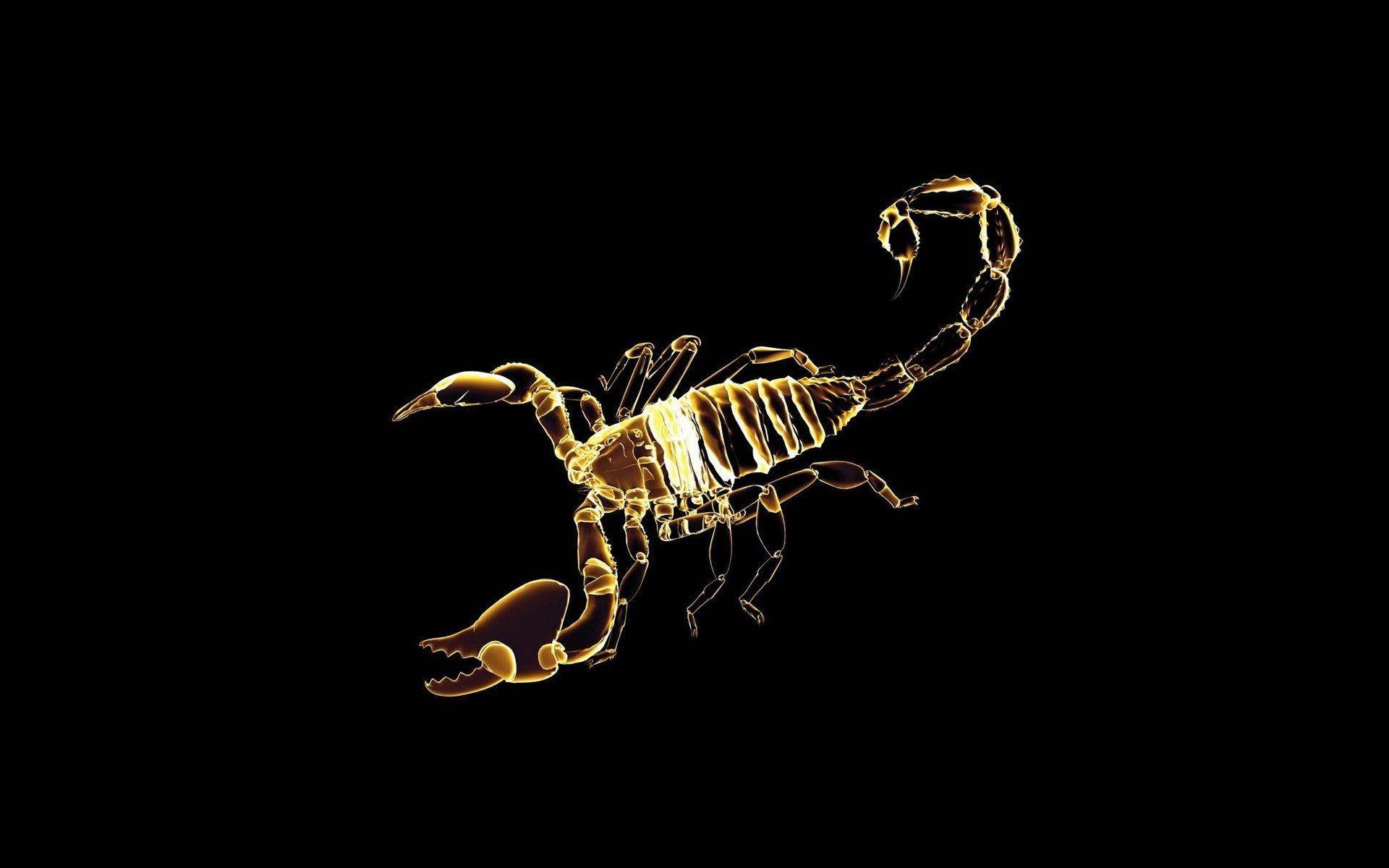 Scorpion Full HD Wallpaper and Background Imagex1200