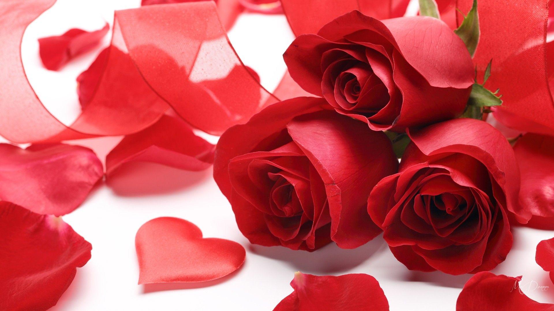 Flowers: Hearts Day Red Roses Flowers Valentines Petals Tropical