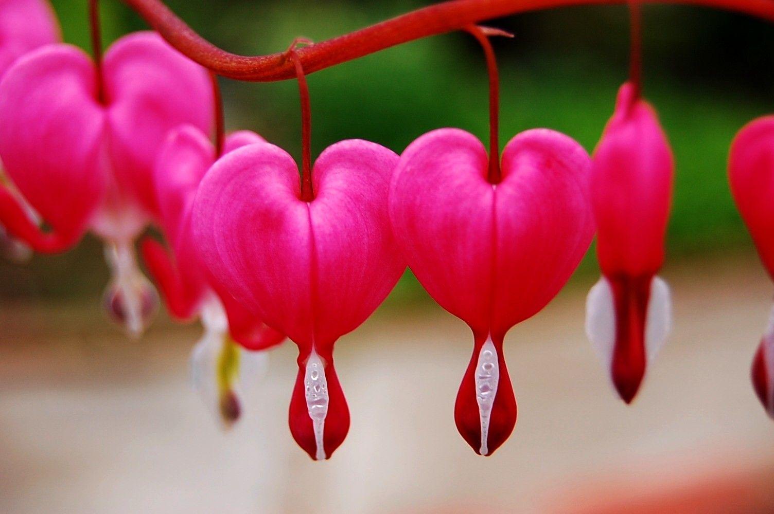 Download Hearts And Flowers Wallpapers For Mobile - Wallpaper Cave