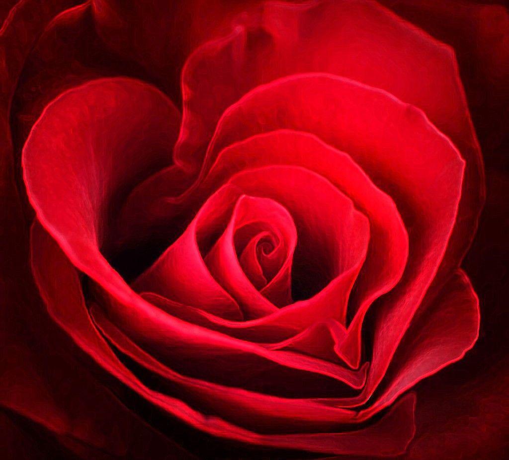 Flowers: Heart Red Nature Rose Shape Flowers Flower Wallpaper HD