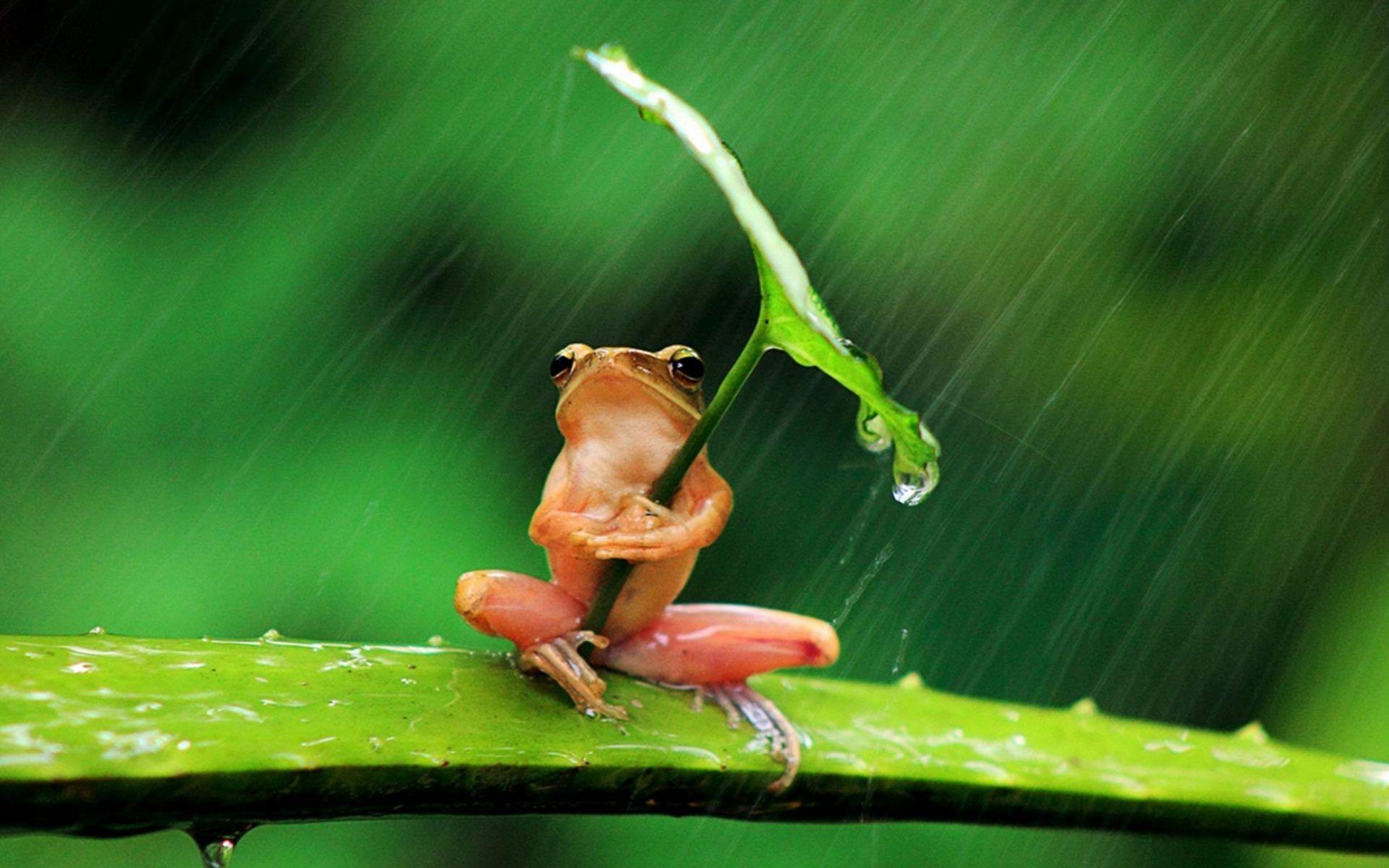 Green Frog Umbrella Leaf Hiding From Rain Wallpaper Widescreen HD