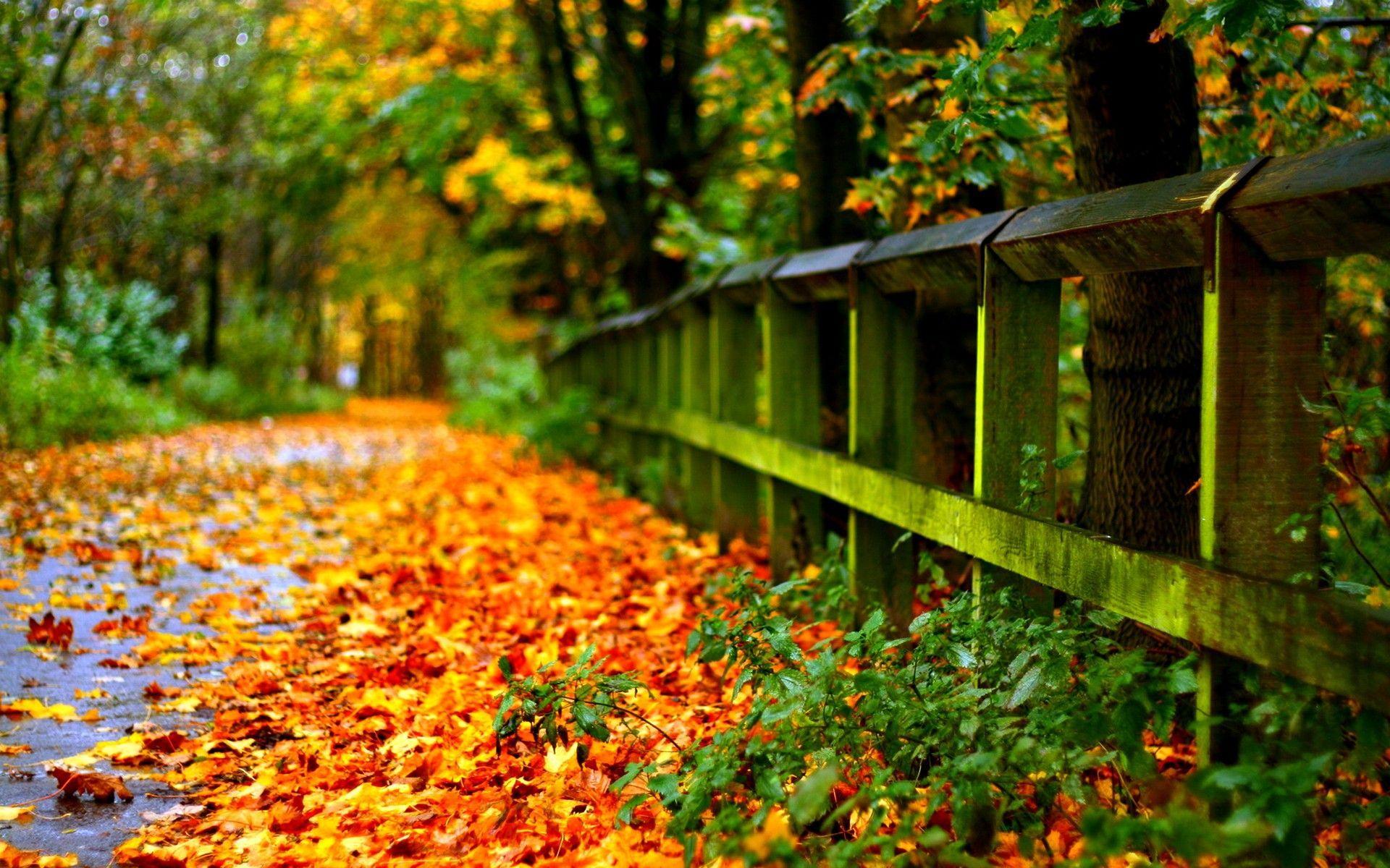 Yellowed Autumn Leaves HD desktop wallpaper High Definition