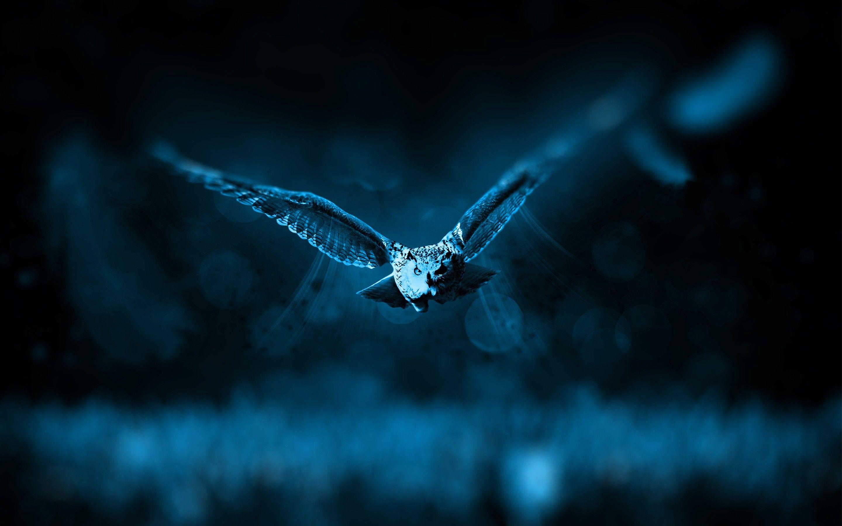 Night Owl HD Desktop Wallpaper HD Wallpaper