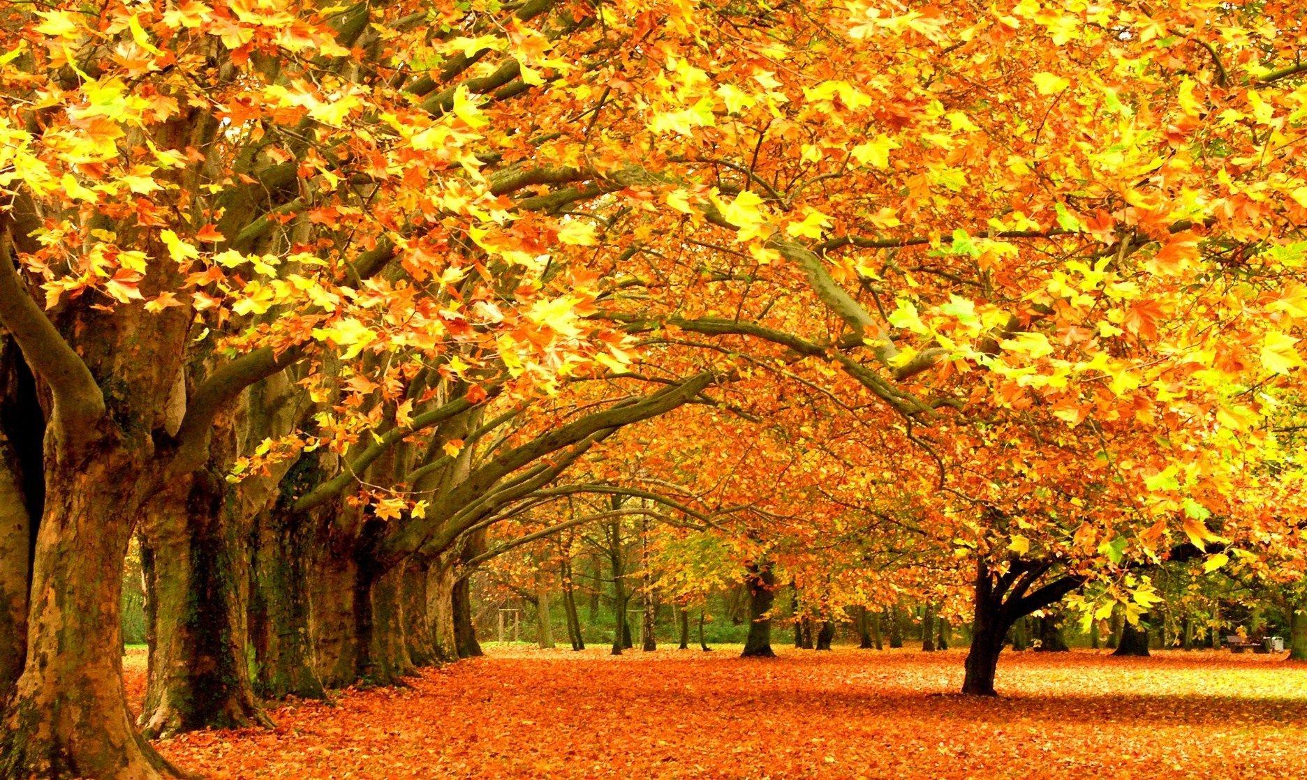 Background Nature HD P Widescreen With Wallpaper 1080p Free