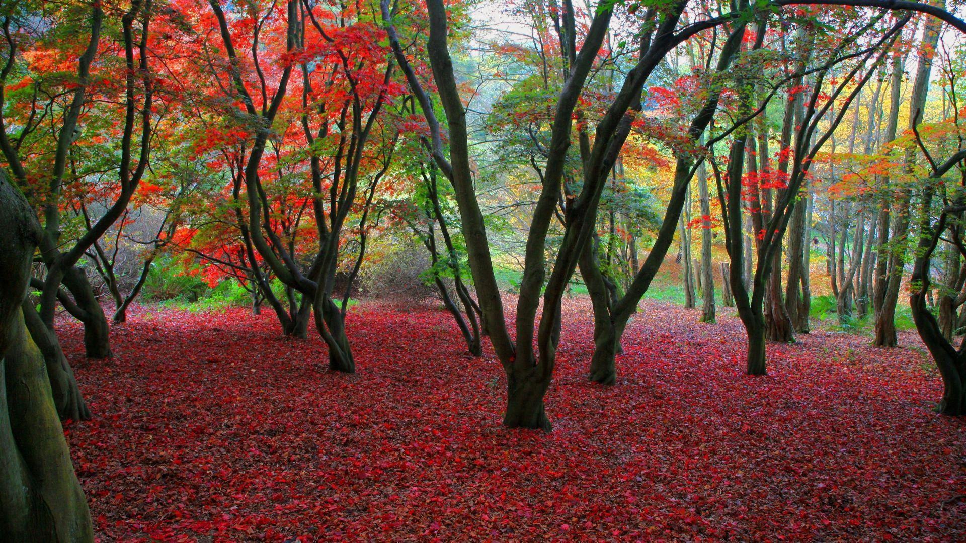Nature: Autumn, desktop wallpaper nr. 59430