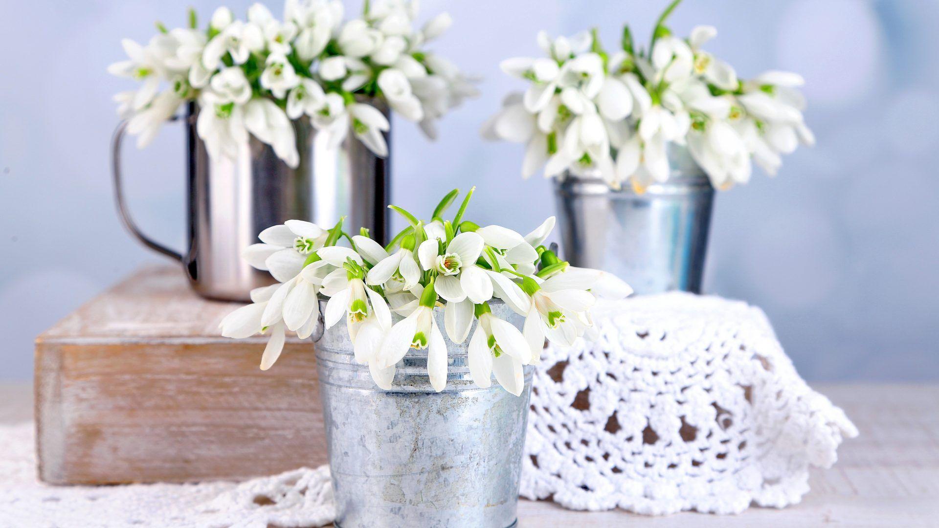 NatBG.com: Snowdrops Flowers White Spring Life Delicate