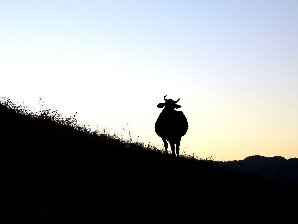 Bull Wallpaper Bull Wallpaper Gallery