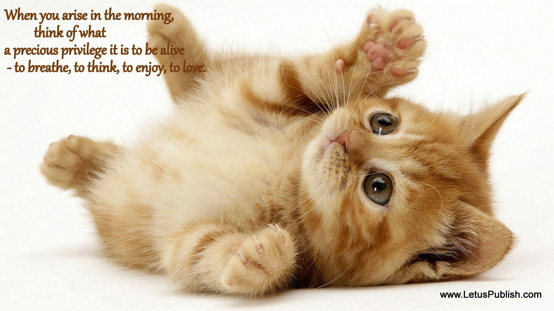 Gallery For: Good Morning Wallpaper, Good Morning Wallpaper, Top