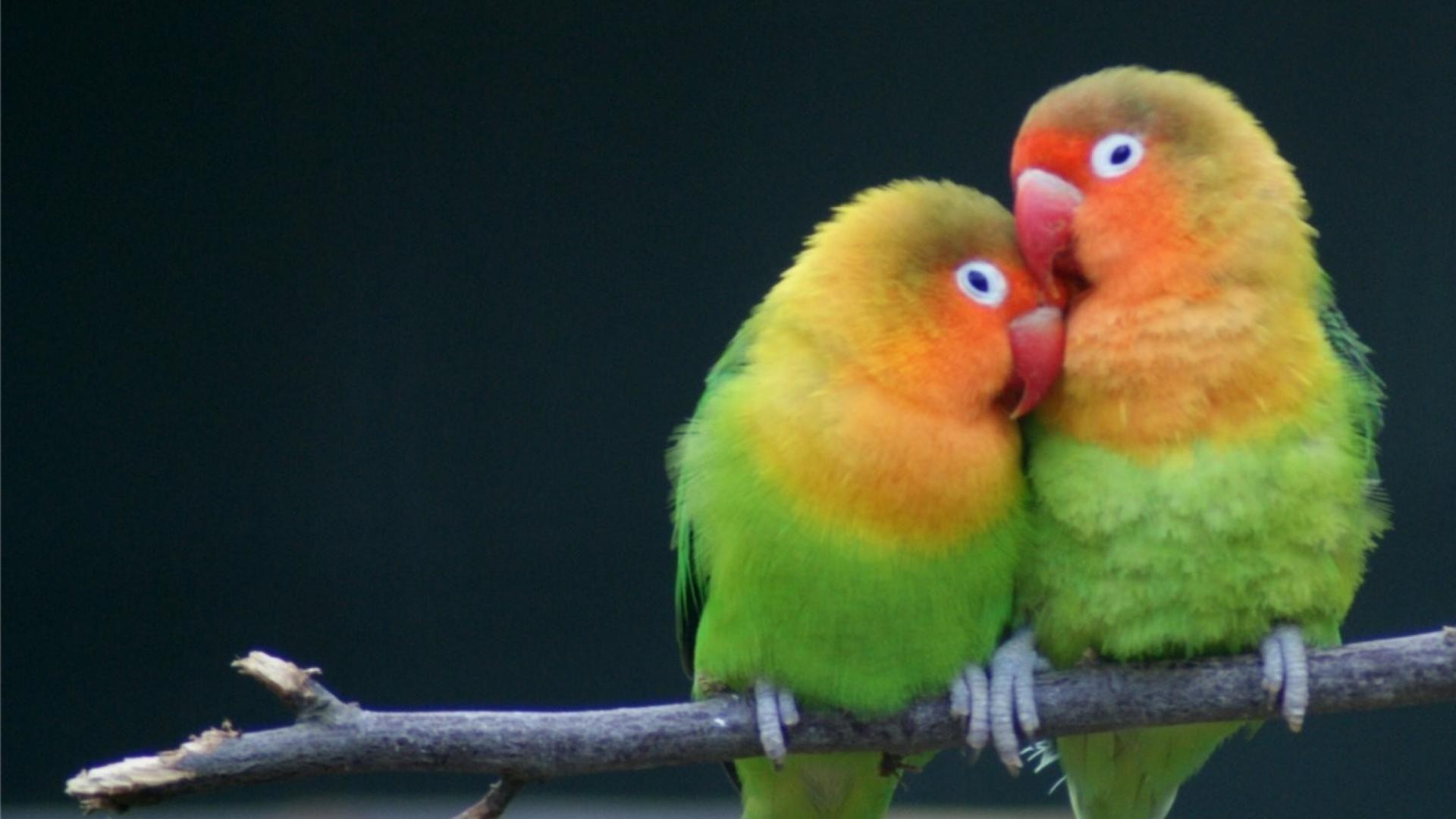 Love Bird Wallpapers - Wallpaper Cave