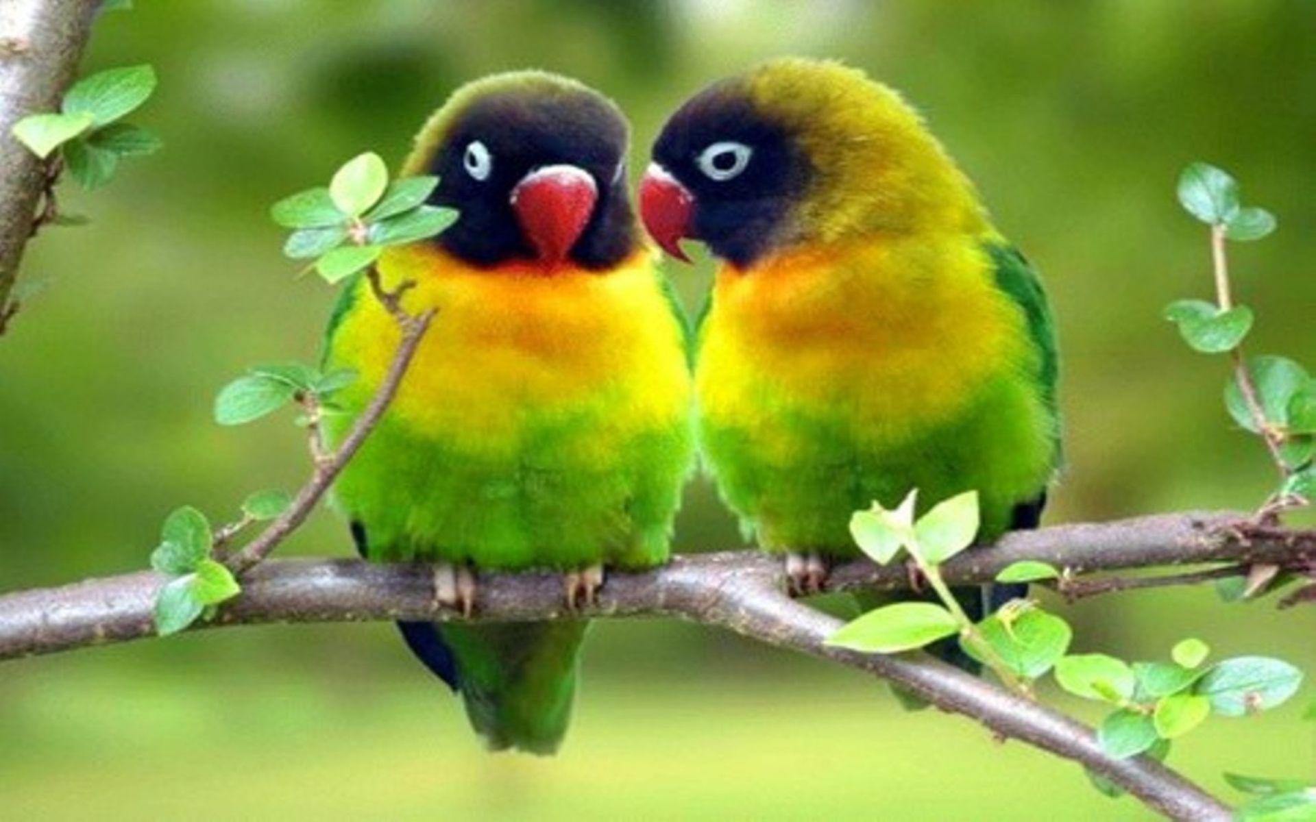 Love Birds HD Wallpaper