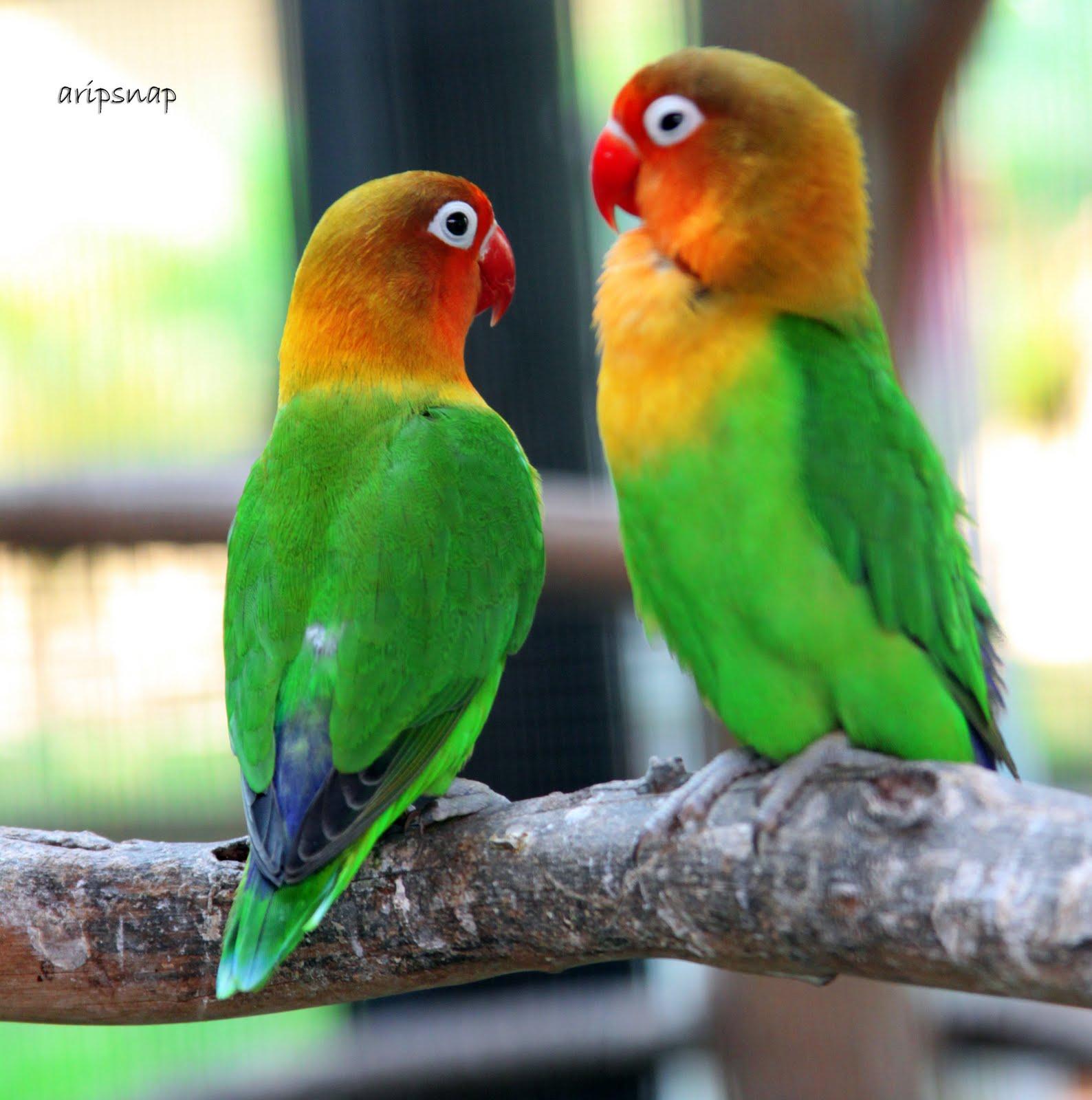 Love Bird Wallpapers - Wallpaper Cave