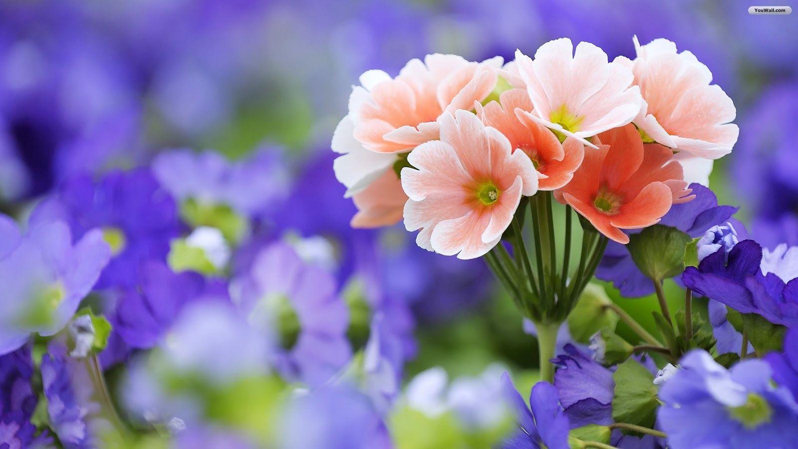 flowers for flower lovers.: Desktop Beautiful Flowers HD Wallpaper
