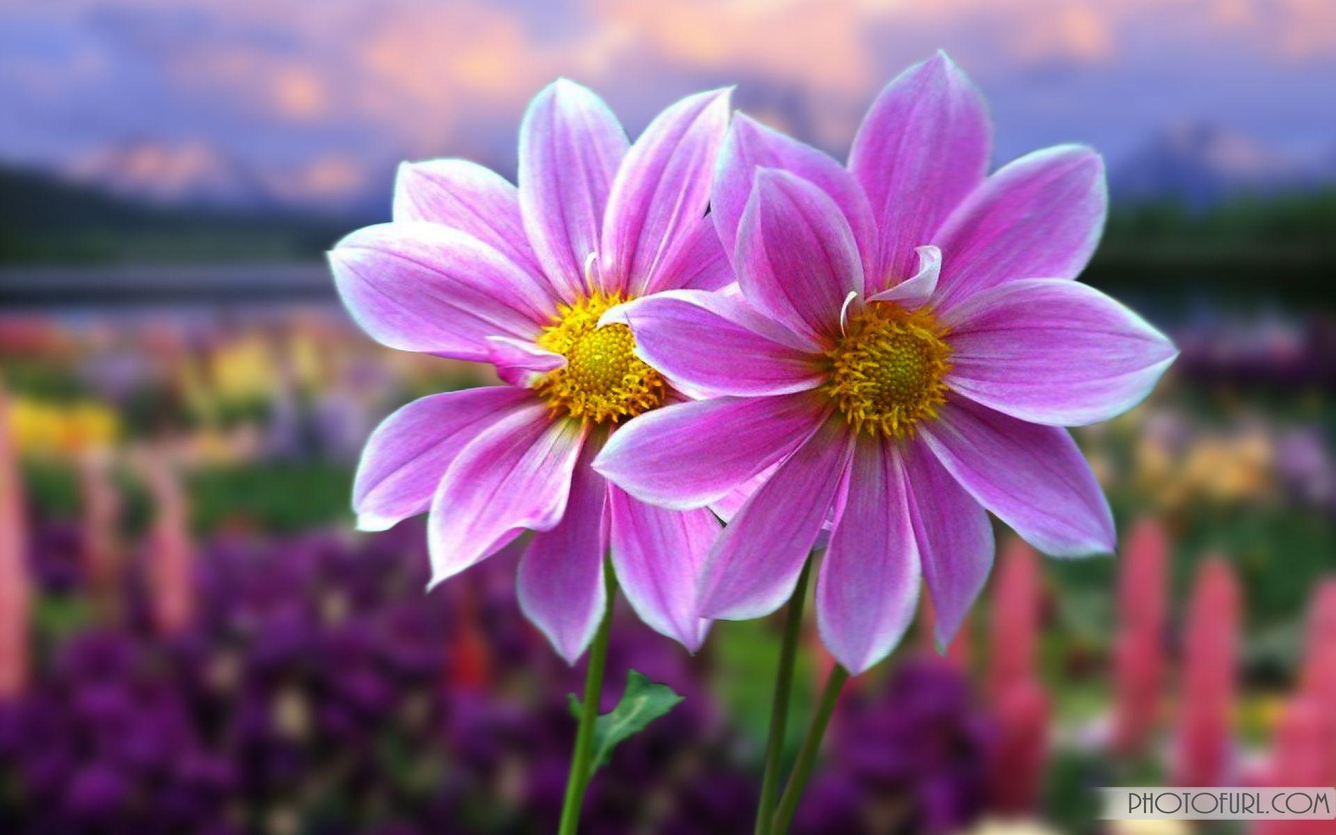 Most Beautiful Flowers Wallpapers Free Download