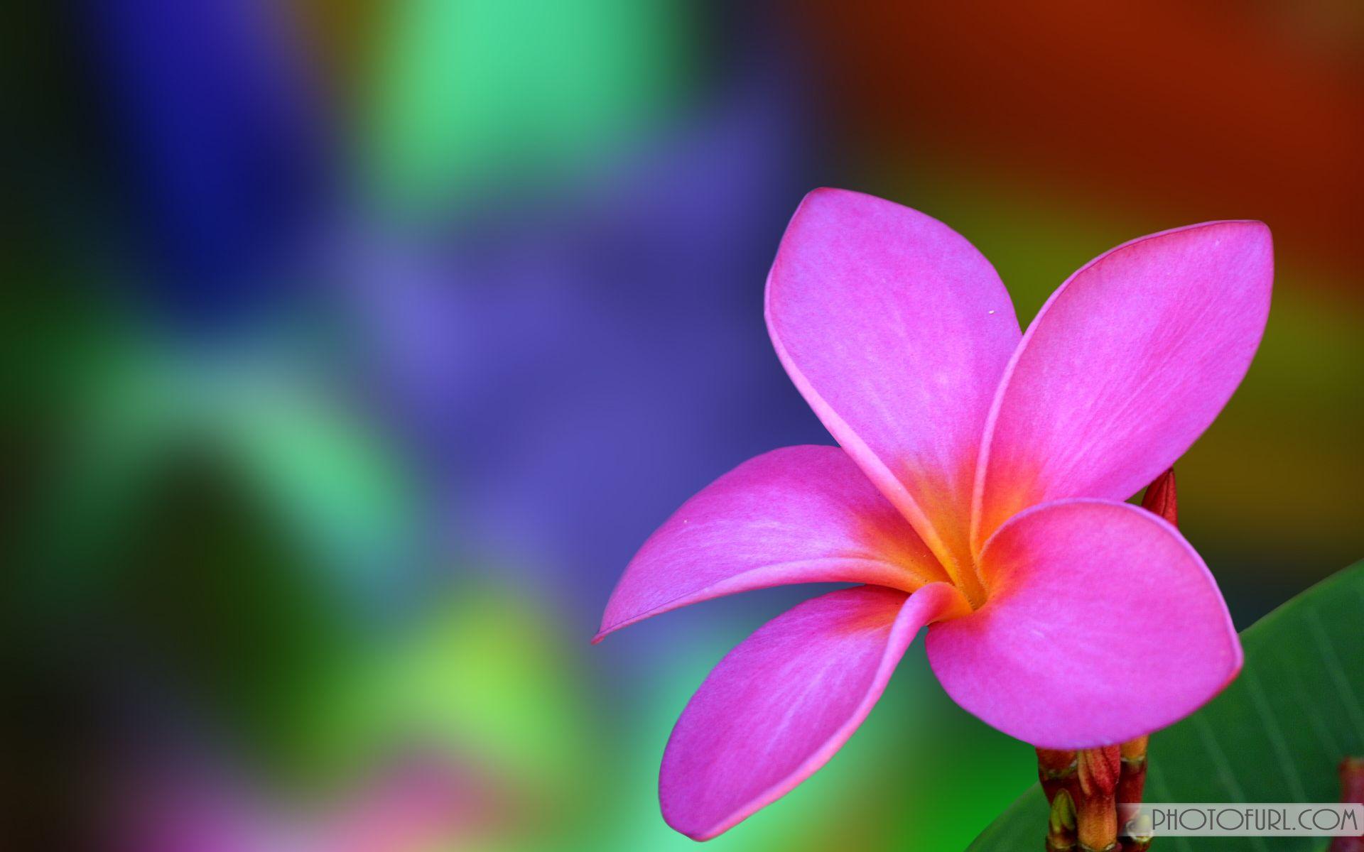 The Most Beautiful And Colorful Flowers Wallpaper For Computer