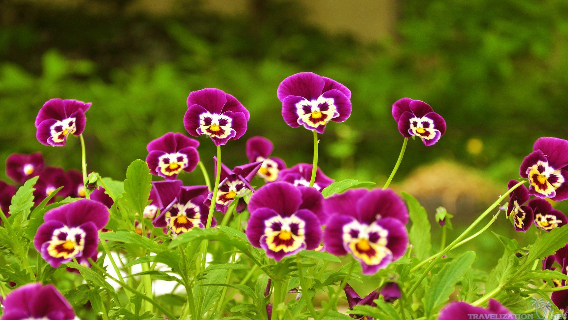 Very Beautiful Flowers