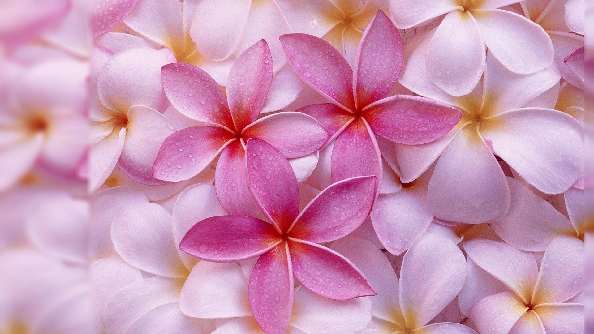 Most Beautiful Flowers Wallpapers For Desktop - Wallpaper Cave