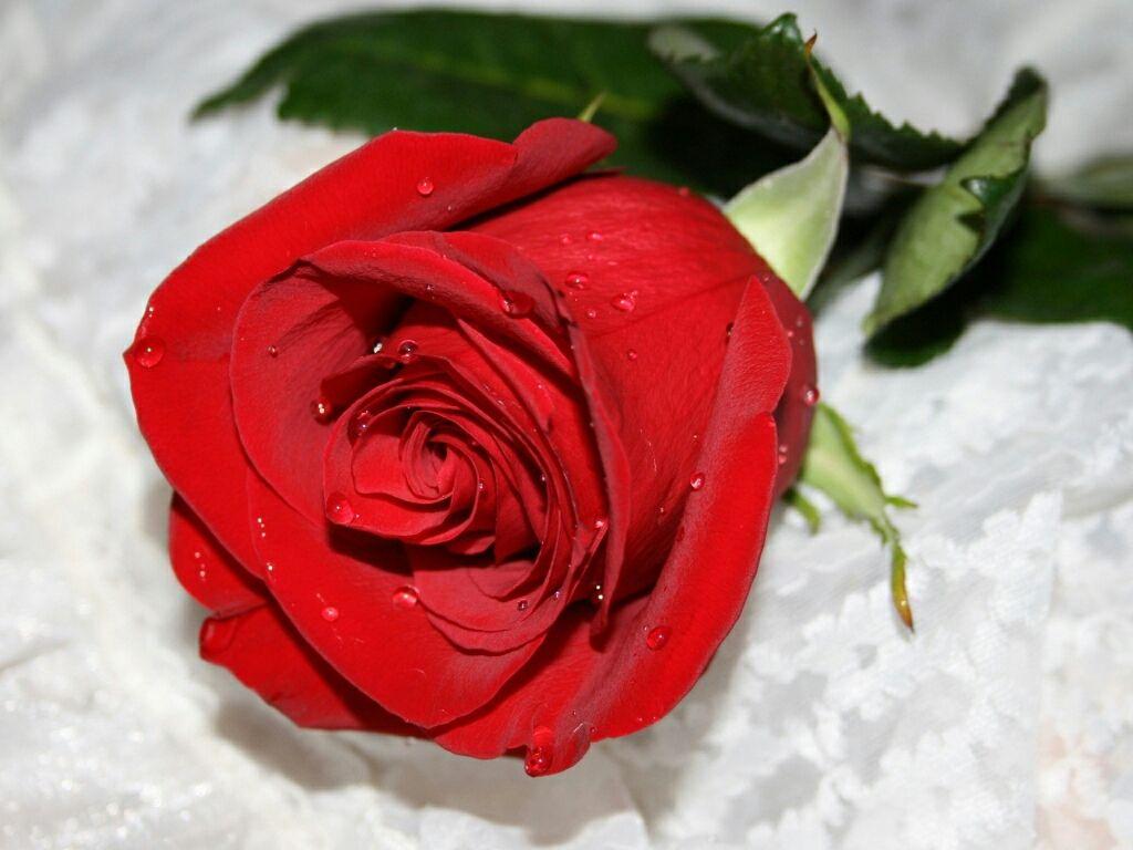 flowers for flower lovers.: Flowers wallpaper red roses