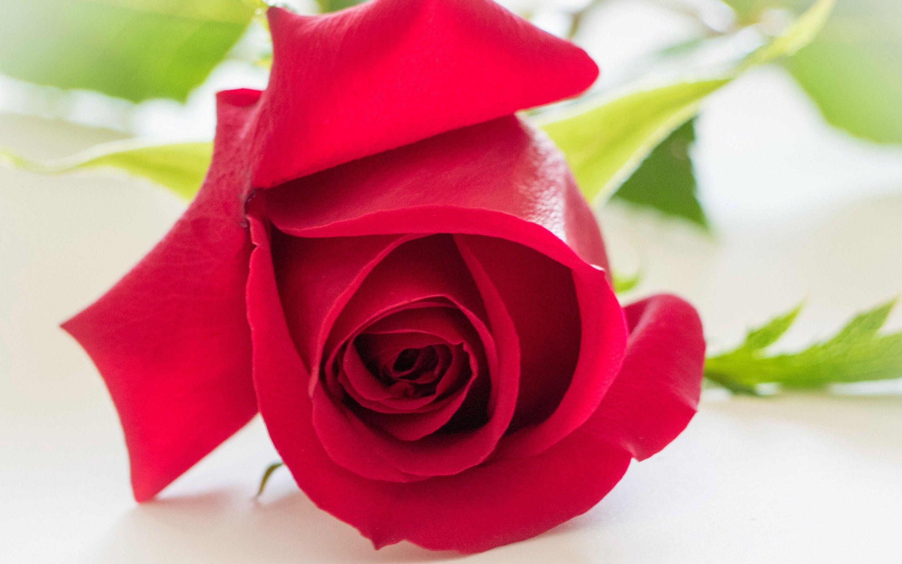 Wallpaper Red rose, HD, Flowers