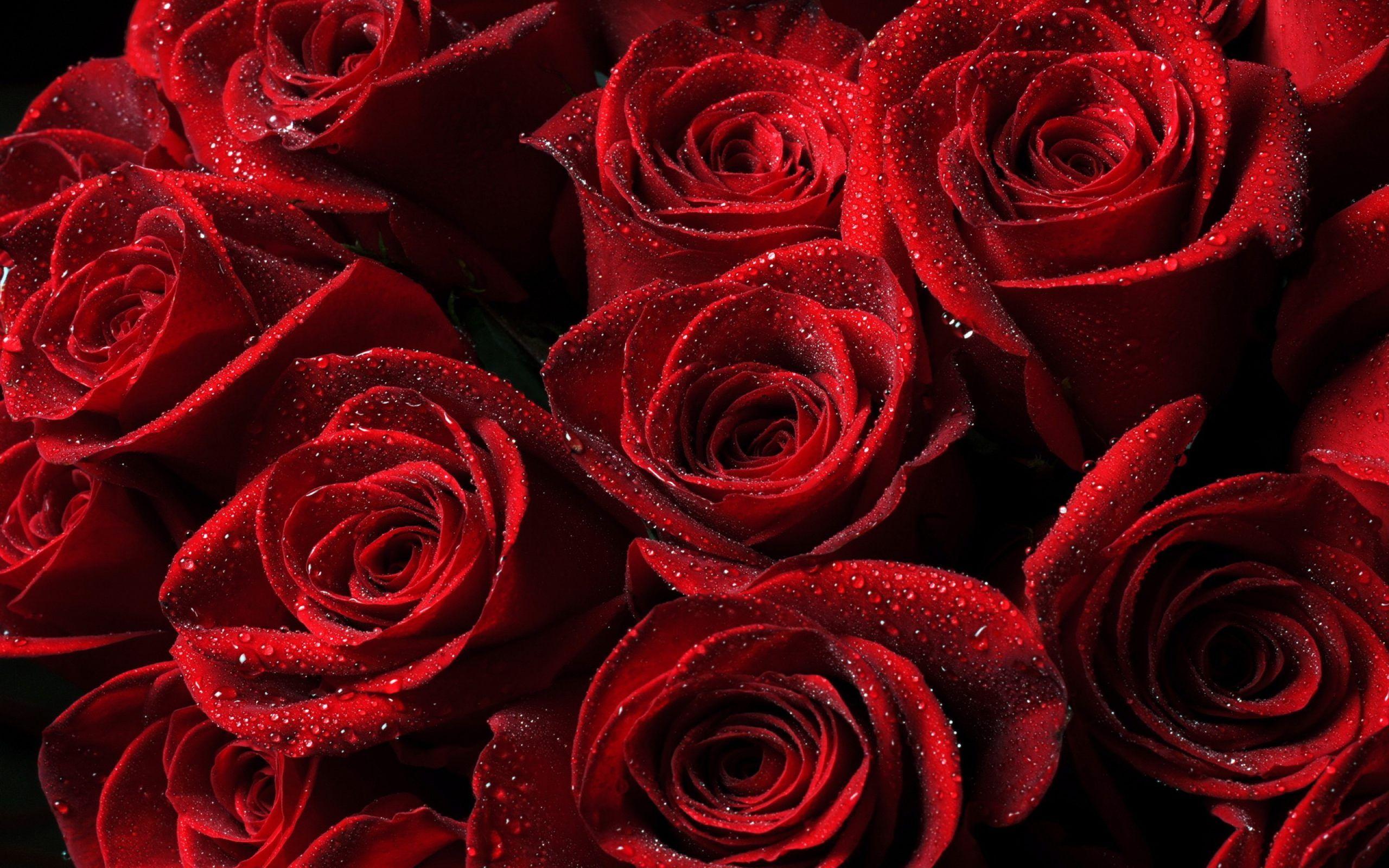 Free Red Roses Wallpaper Full HD Pics For Desktop Pc Mobile Of