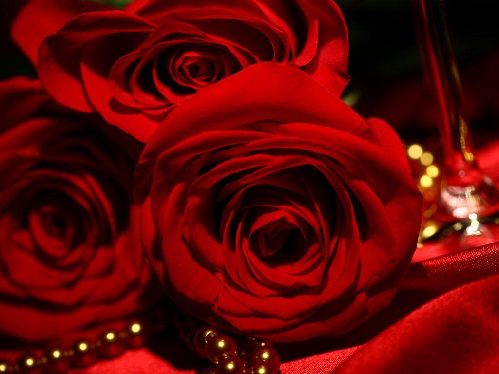 Red Roses Beautiful HD Wallpaper. HD Desktop Background