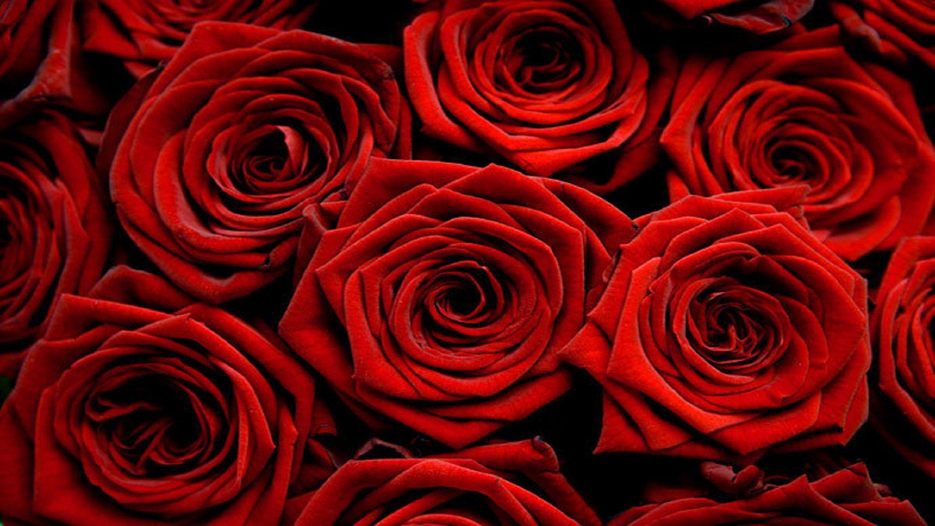 Nice Beautiful Look Hd Free Wallpaper Red Rose