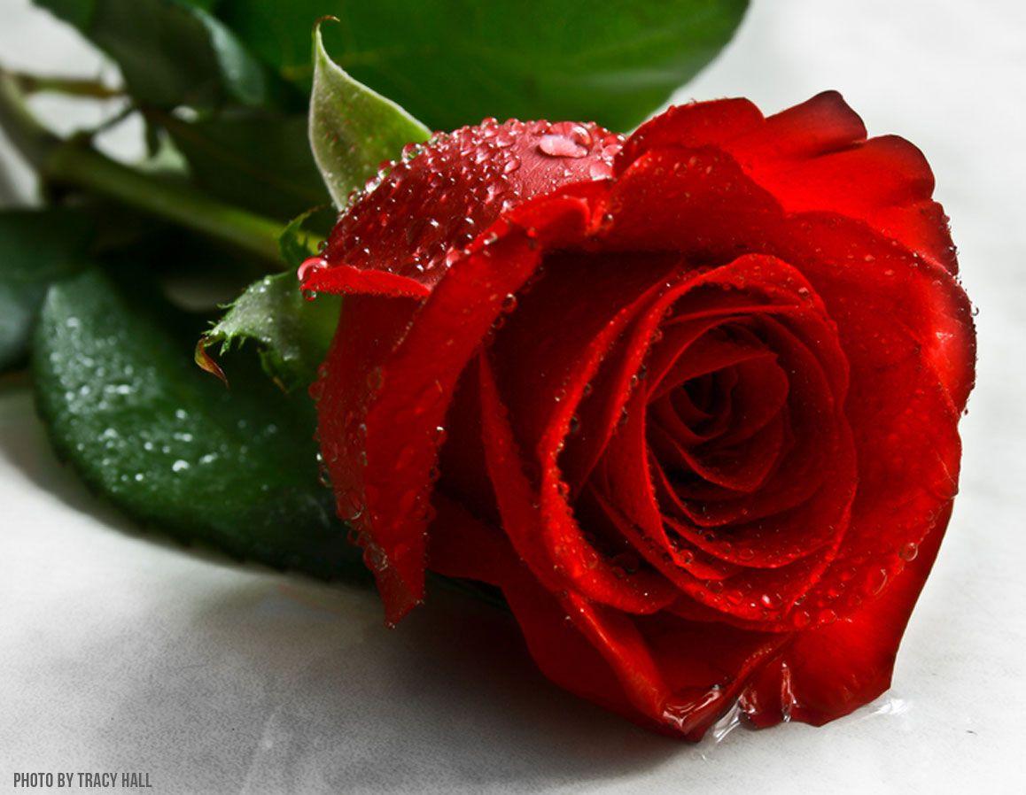 of Red Rose HD and Picture