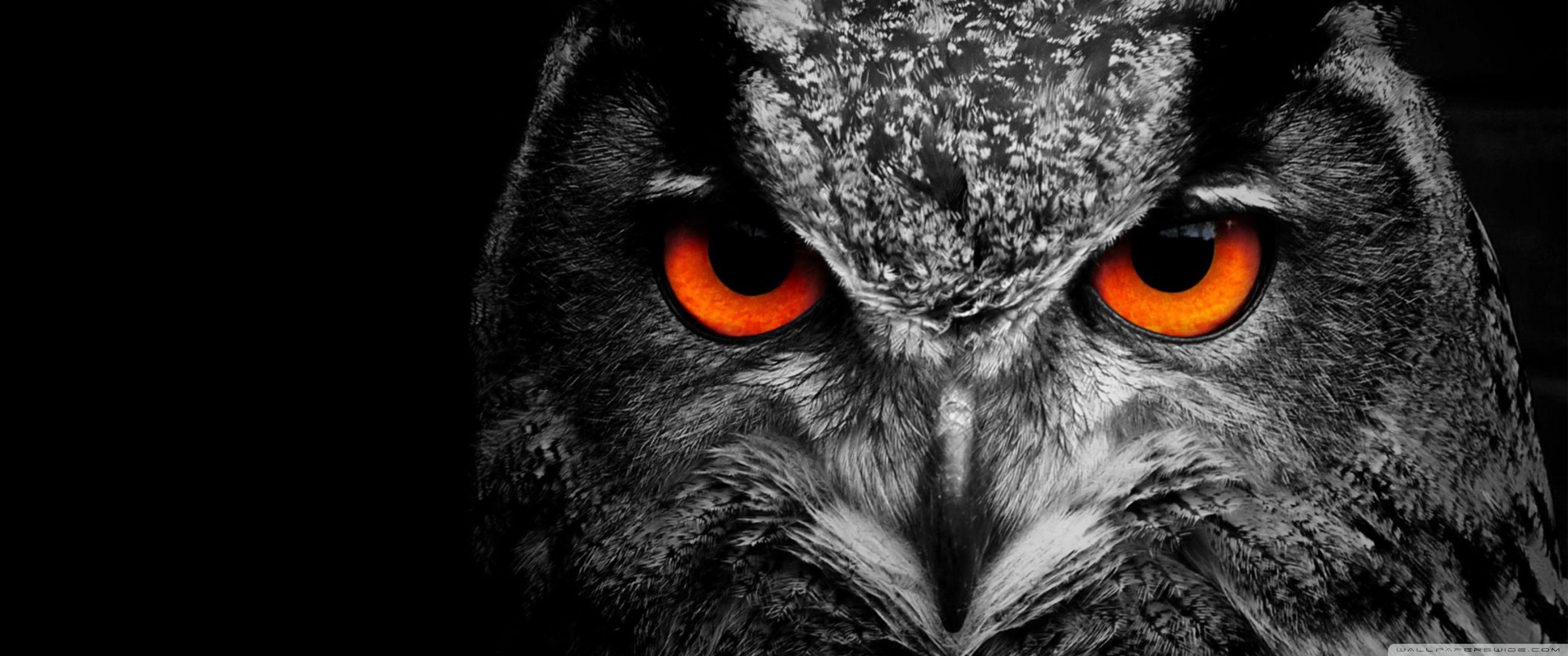 Owl Eye ❤ 4K HD Desktop Wallpaper for 4K Ultra HD TV • Wide & Ultra