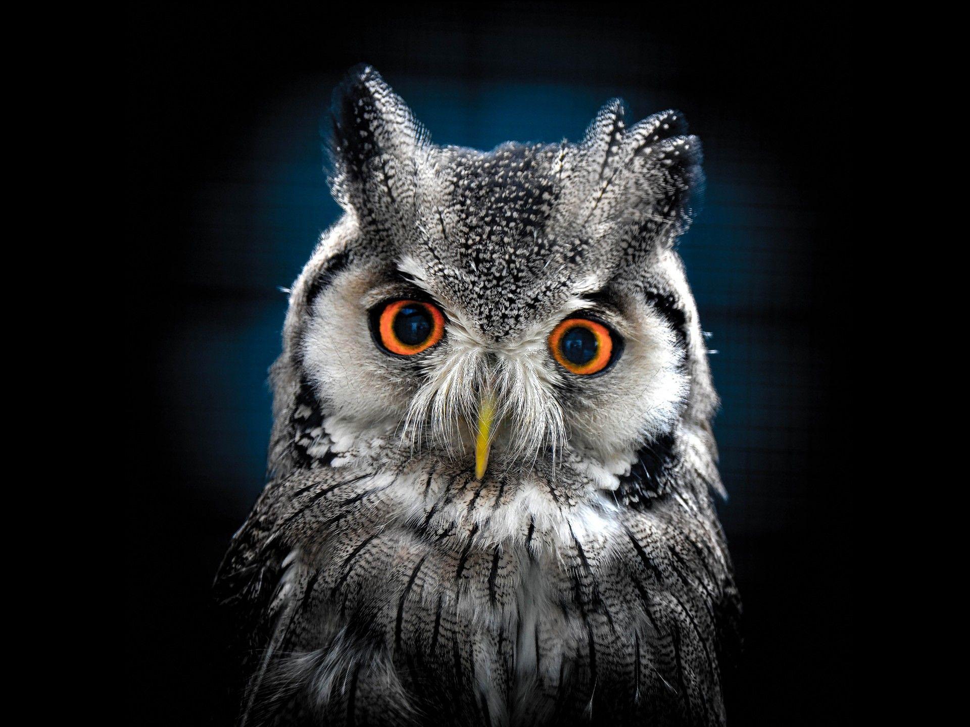 Owl Wallpaper Best Wallpaper HD For Desktop, Wallpaper13.com