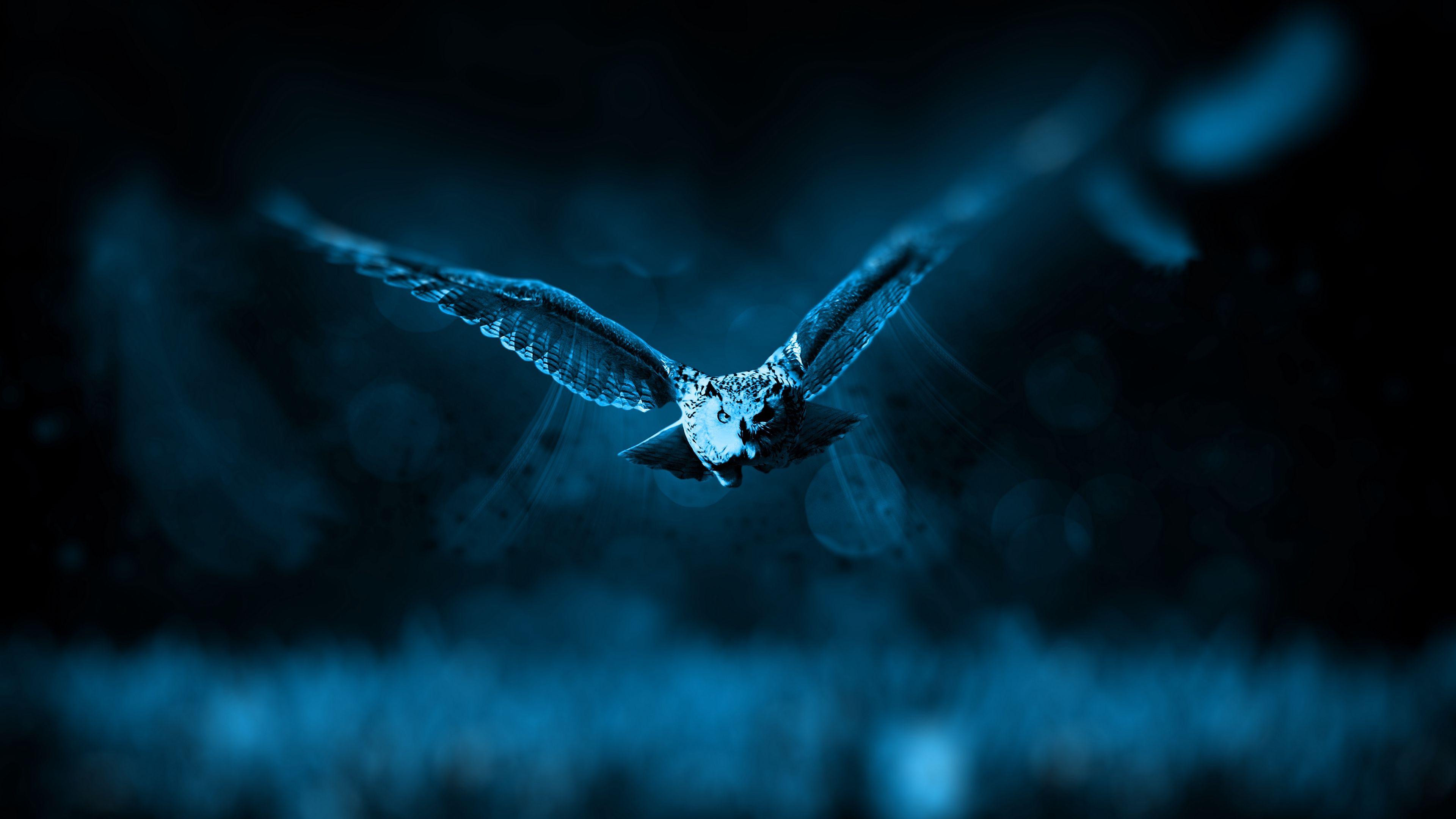4K Ultra HD Owl Wallpaper HD, Desktop Background 3840x2160, Image