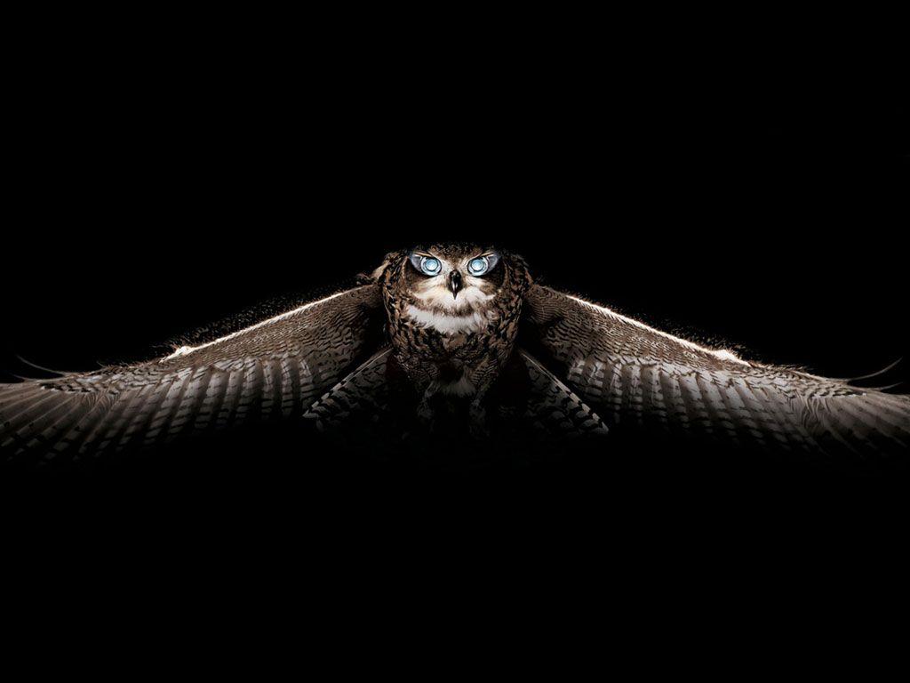 Owl Wallpaper Bird Wallpaper Gallery