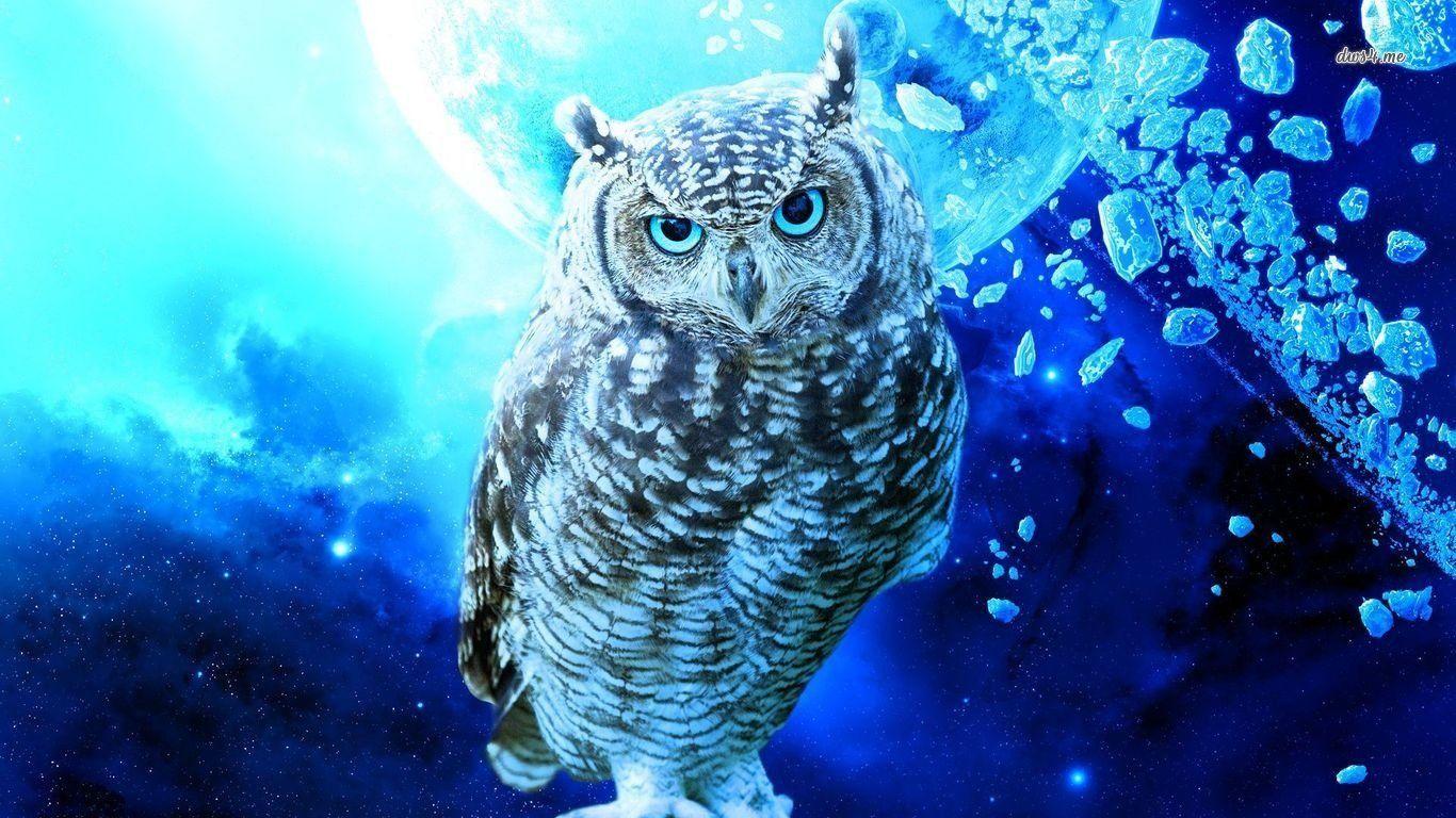 Owl HD Wallpaper and Background Image