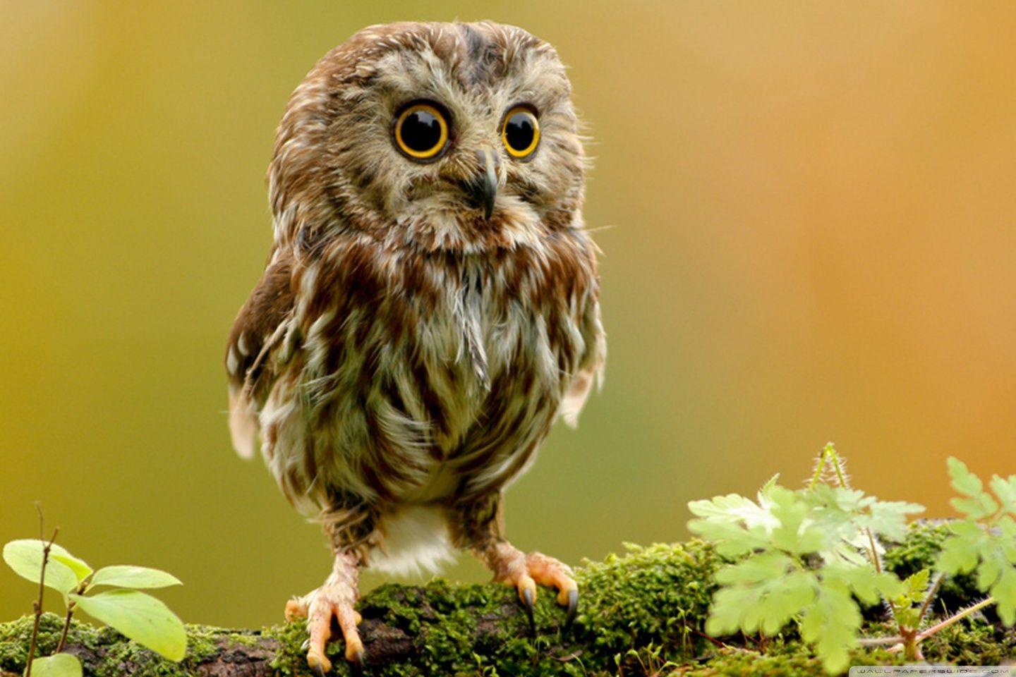 Cute Owl ❤ 4K HD Desktop Wallpaper for 4K Ultra HD TV • Wide