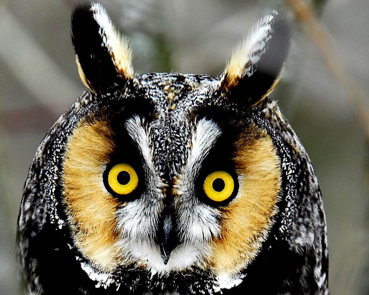 Free Owl wallpaper download Wallpaper and Background
