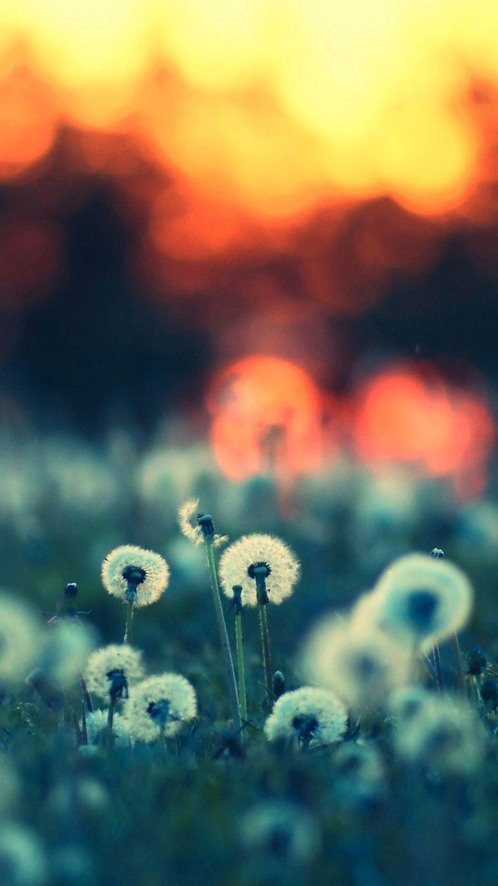 Dandelions in the sunset Galaxy S3 Wallpaper (720x1280)