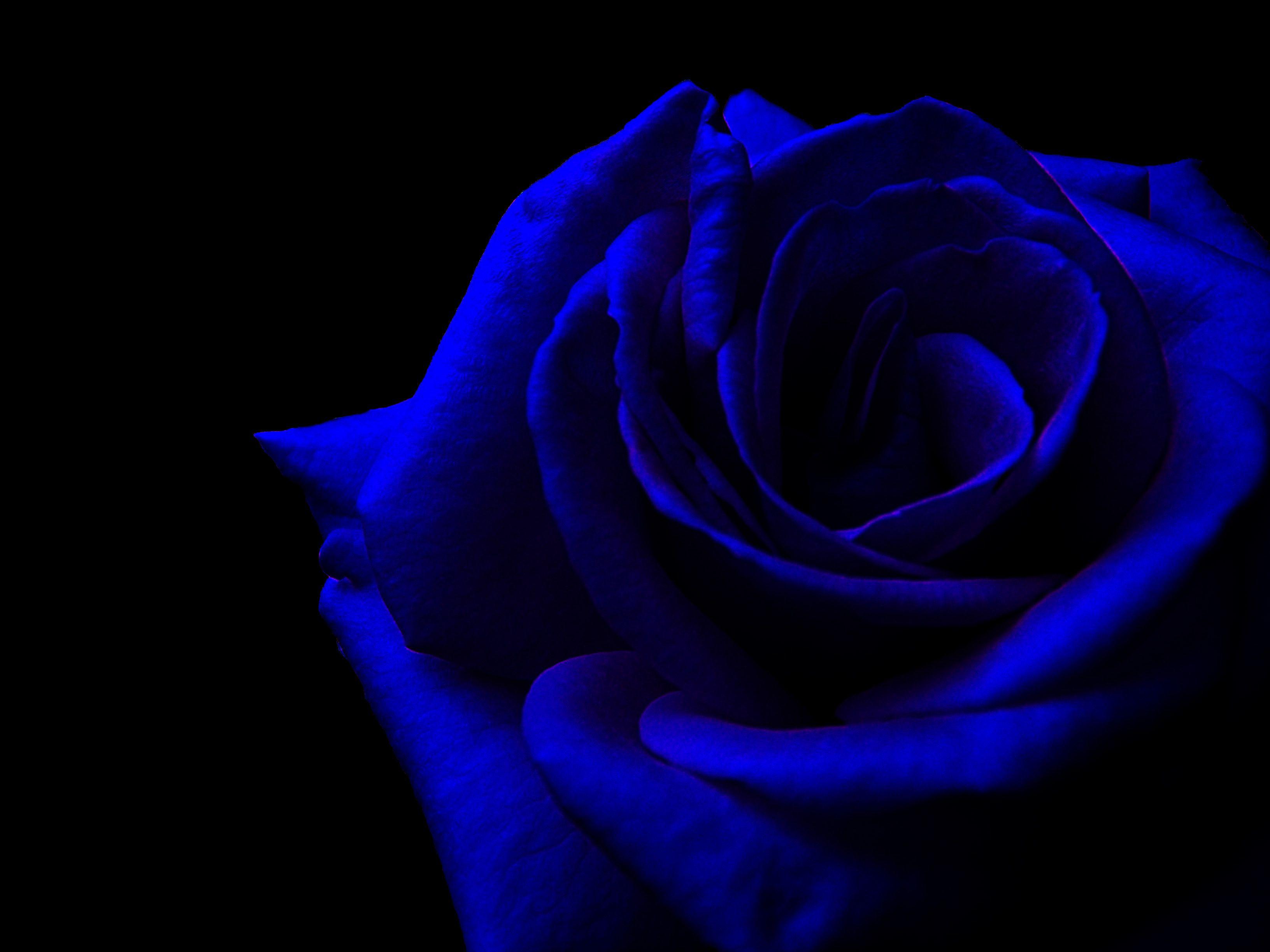 cliserpudo: Black And Blue Rose Wallpaper Image