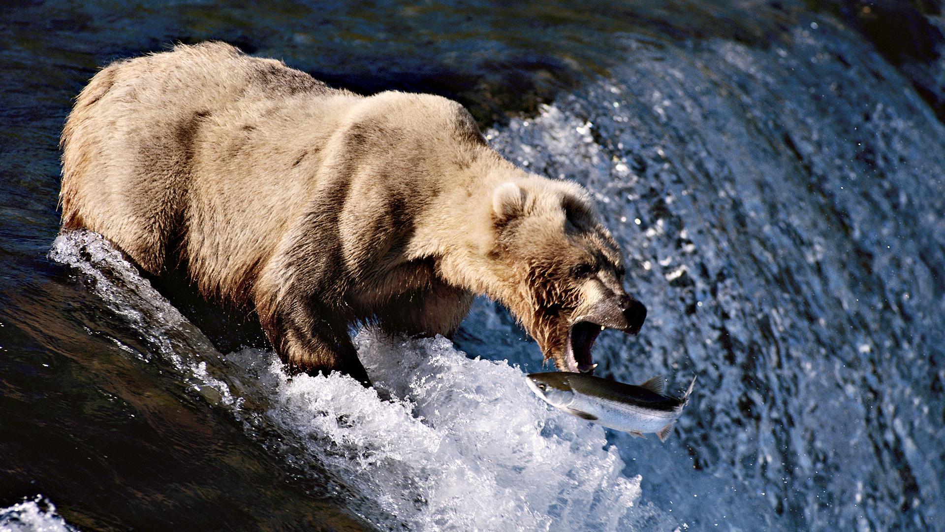 Hunting Wallpaper 5535 1920x1080 px