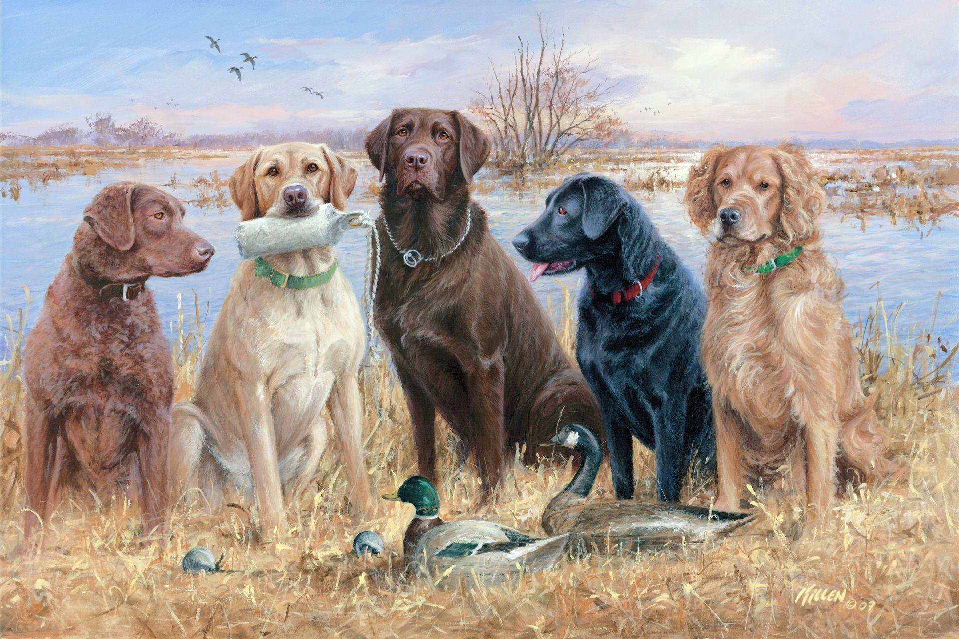 duck hunting dogs. Duck Hunting Desktop Wallpaper with Waterfowl