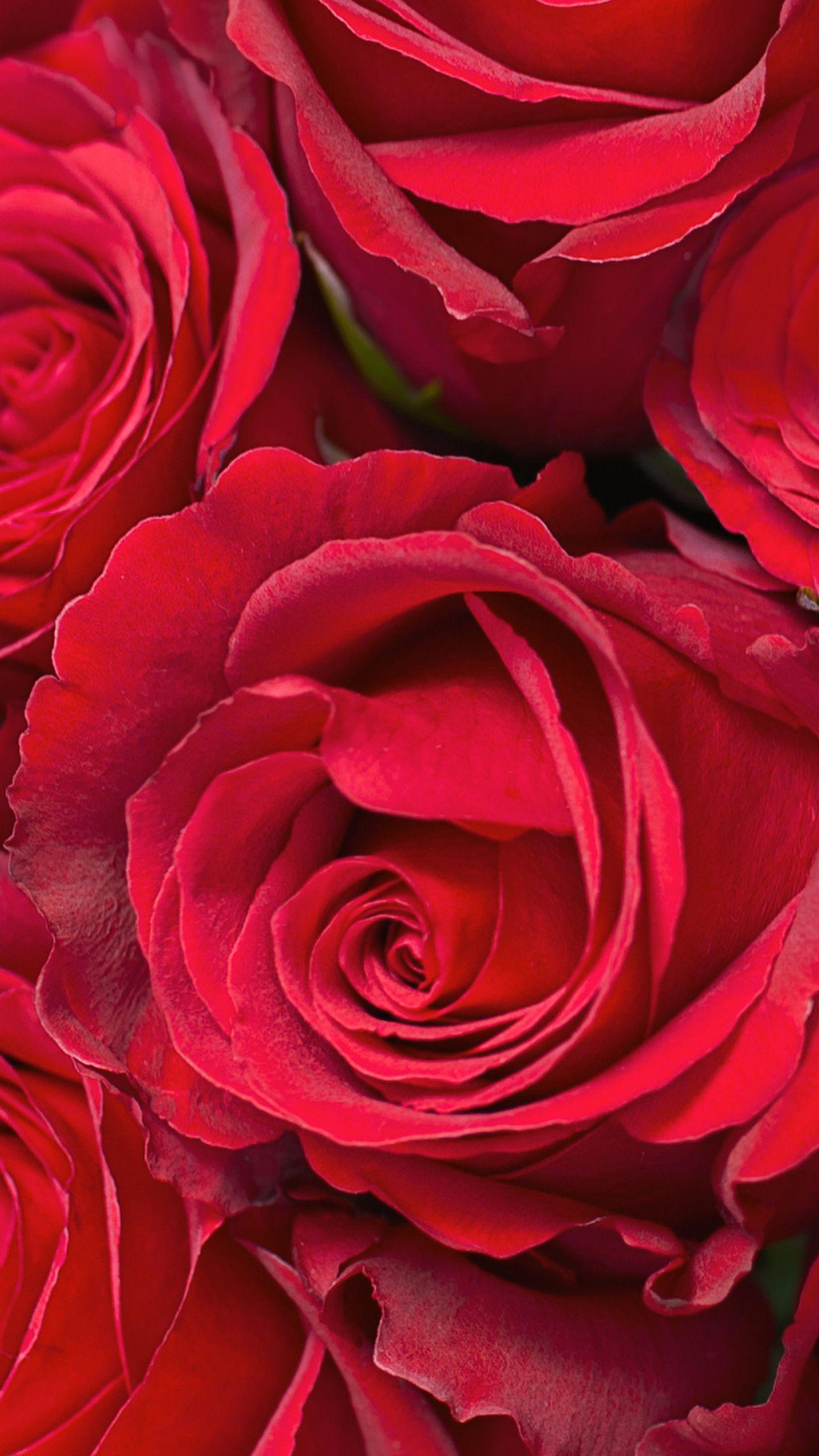 Samsung Galaxy S7 Red Roses Wallpaper Quality Image And Transparent PNG Free Clipart