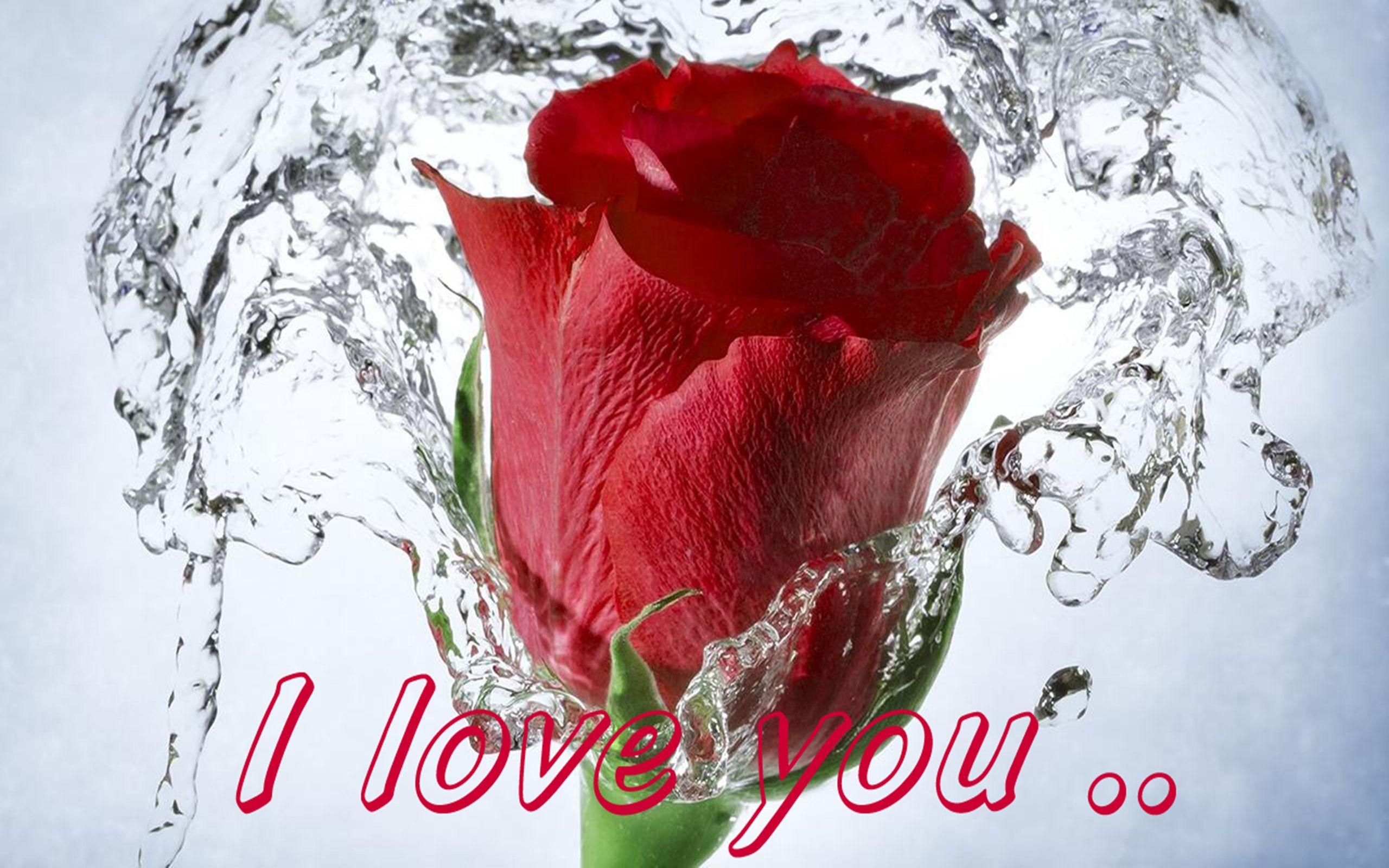 Red Rose Love Message I Love You 077, Wallpaper13.com