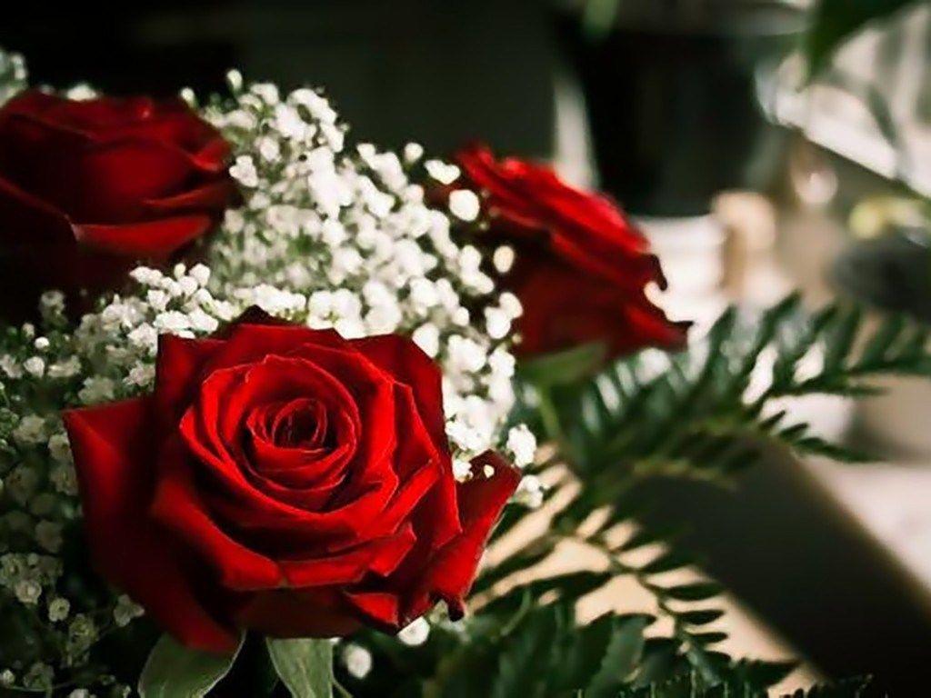Beautiful Love Roses Image HD