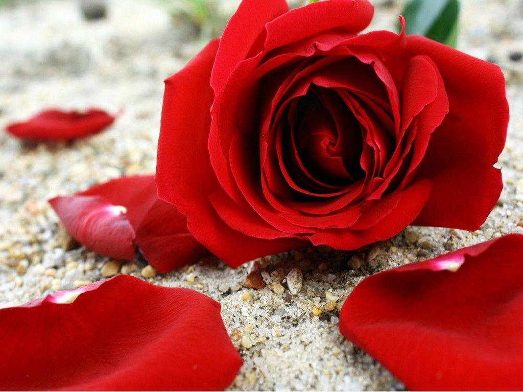 Flowers: Red Sand Beautiful Petals Romance Pretty Beauty Valentines