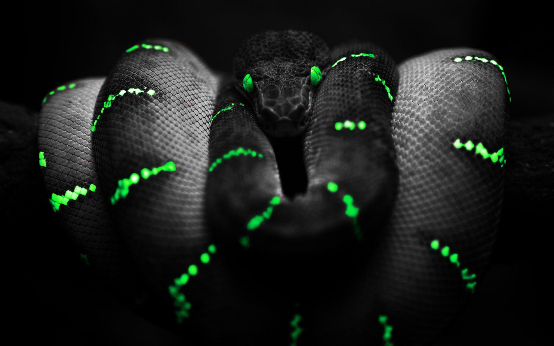 Dangerous Black And Green Snake. HD Animals and Birds Wallpaper