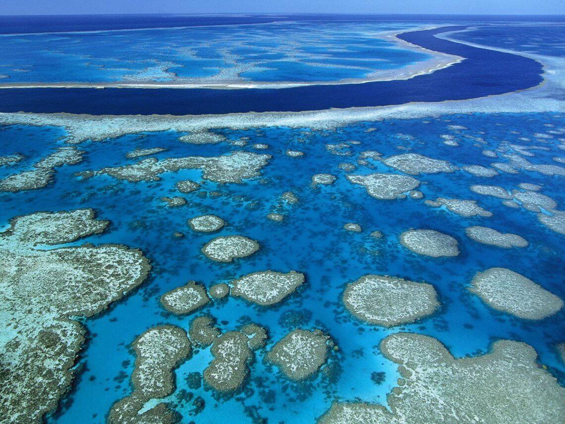 The Great Barrier Reef is DeadOr Is It? • FLURT