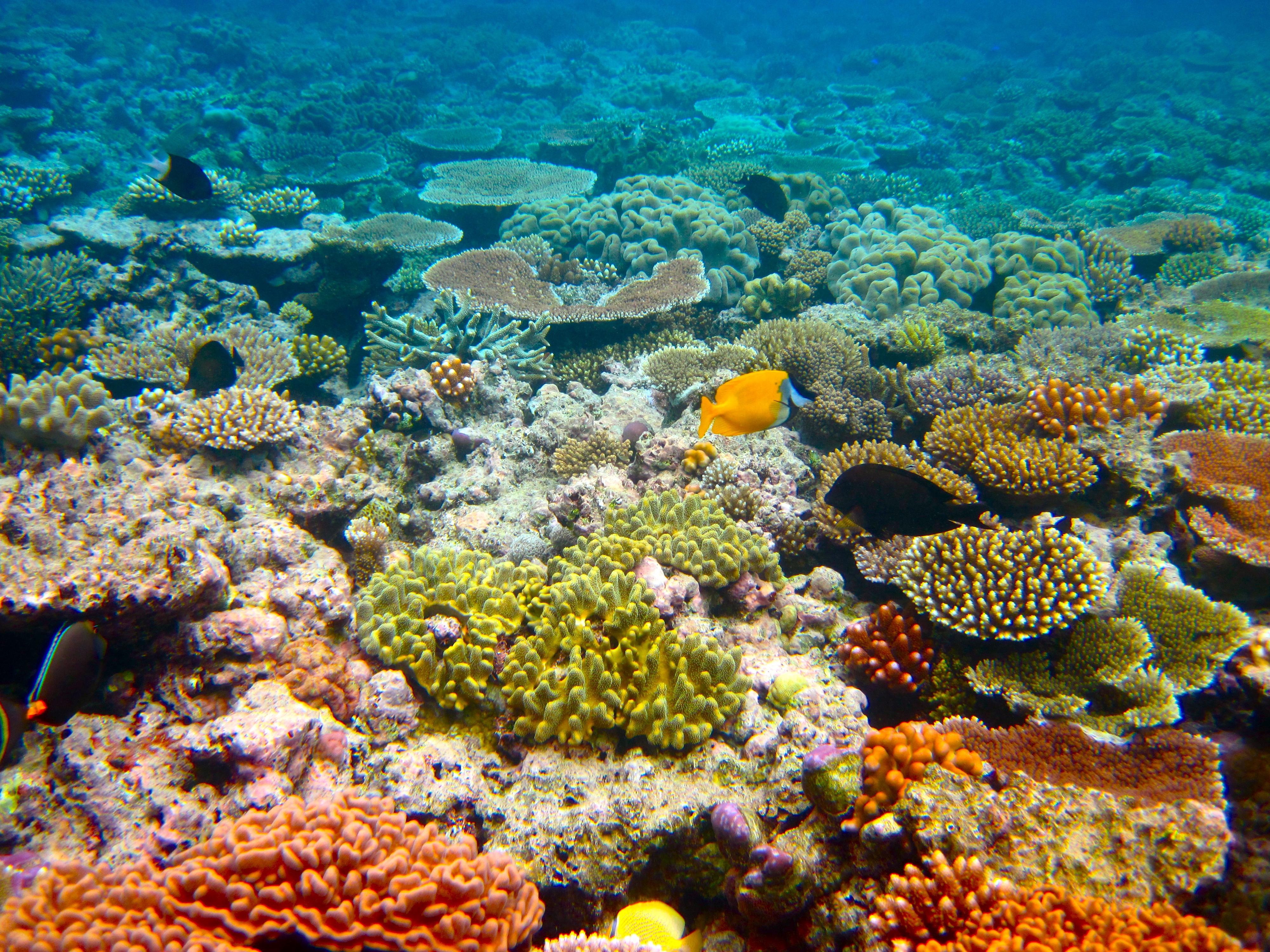 Great Barrier Reef. New7Wonders of Nature
